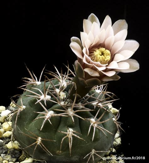 Gymnocalycium ferrarii v. hossei - Gymnocalycium Galerie