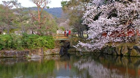 4K 奈良公園 Nara Park奈良公園おすすめ撮影スポット 2022 03 30 YouTube