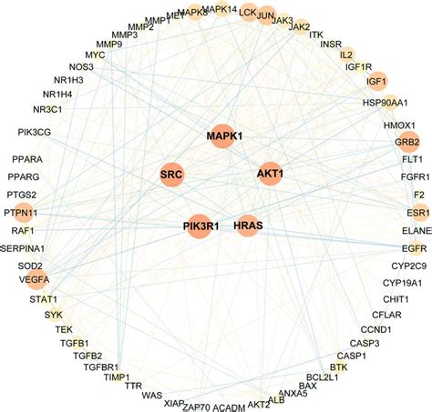 Frontiers Celastrol Alleviates Autoimmune Hepatitis Through The Pi3k