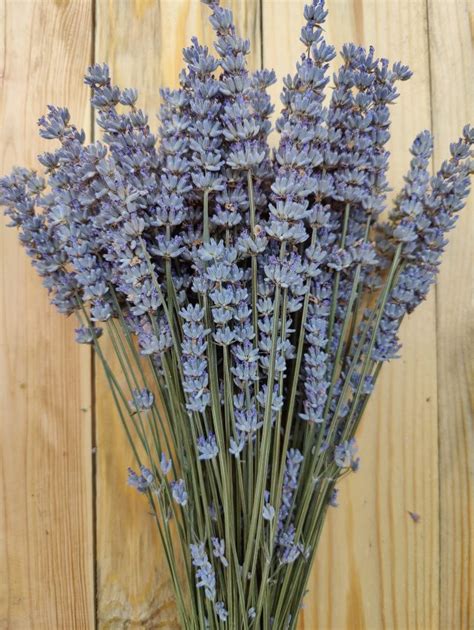 Лавандин для флористики | Блог лавандового фермера