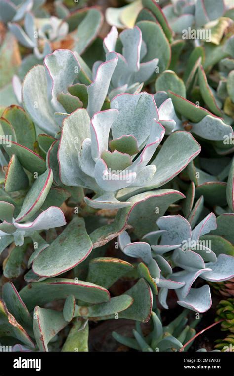 Cotyledon orbiculata 'Pigs Ear' Stock Photo - Alamy