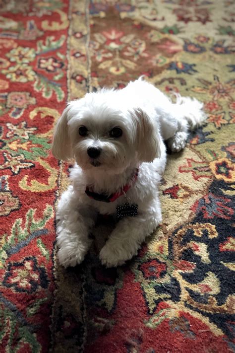 maltese dog breed   york times tinyurl