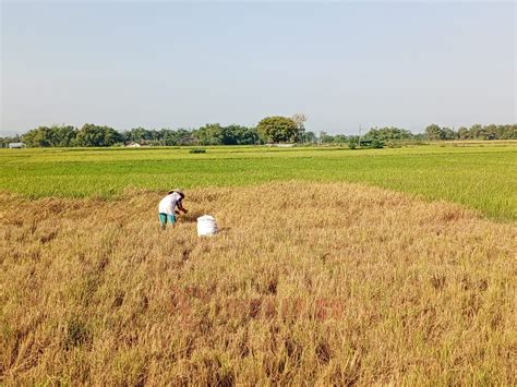 produksi padi  pati turun  persen   kabar politik