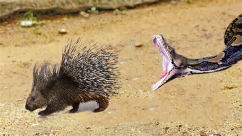 Эта Змея Была Обречена! Редкие Битвы Животных, Снятые на Камеру - YouTube