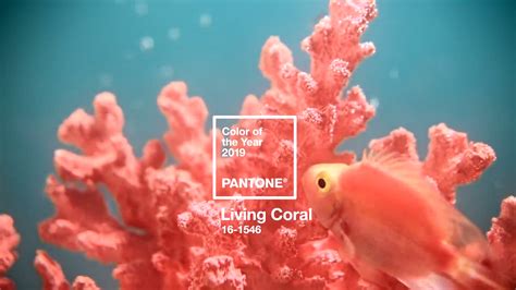 A Royal Hue Living Coral Crowned Color Of The Year For 2019 NCPR News