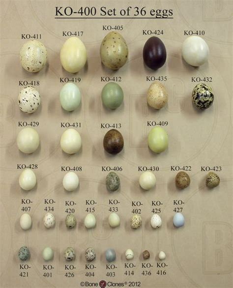 Duck Eggs, Bird Eggs, Quail Eggs, Egg Nest, Bird Nest, Bird Egg