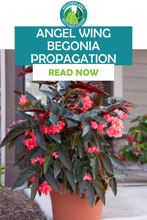 How to Propagate Angel Wing Begonias