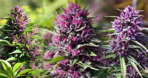 9 Best Purple Strains - Sensi Seeds