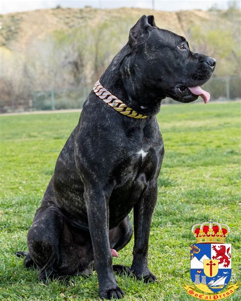 Kairo Black Brindle Male Presa Canario Socalpresa Presa Canario