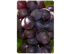 Саженцы лучших сортов винограда собственного производства, доставка по ...