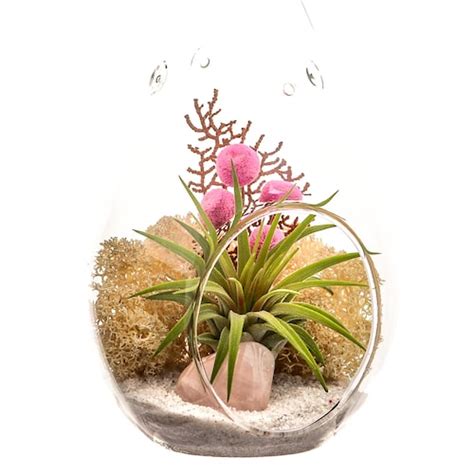 Air Plant Sea Urchin Terrarium Housewarming Gift Air Plant Etsy