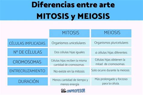 Mitosis Vs Meiosis Comprendiendo Las Diferencias Fundamentales Entre