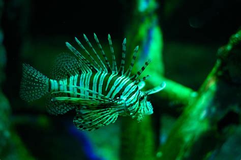 Underwater world. Lionfish fish in an aquarium 16790723 Stock Photo at ...