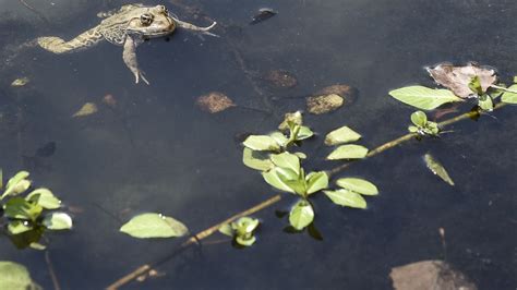 Biodiversité chute des populations de vertébrés rôle croissant du