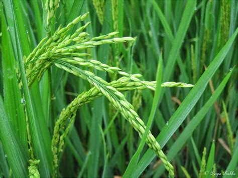 Rice Crop Random Photography