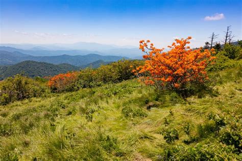 Roan Mountain Appalachian Spring Flowers Nc Stock Image Image Of Jane