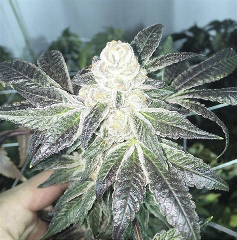 Blue Cookies Planta