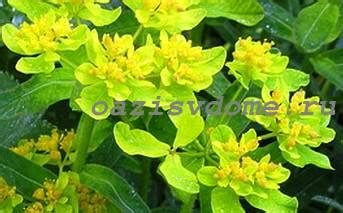 8 низкорослых цветов многолетников, которые цветут все лето