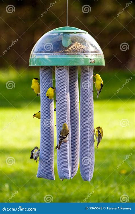 Goldfinches At Bird Feeder Royalty Free Stock Photos - Image: 9965578