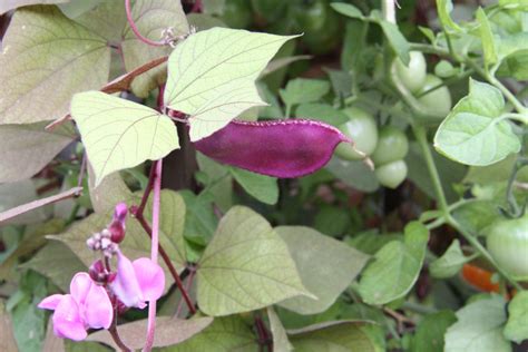 add beans   vegetable garden planters place