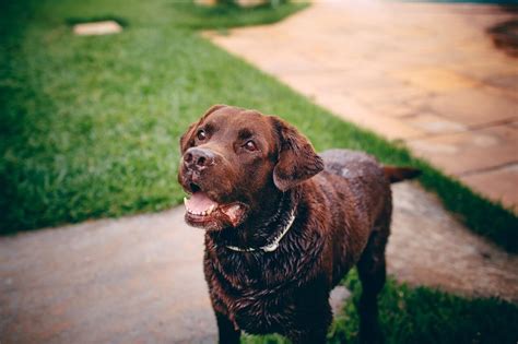 7 Brown Dog Breeds That Will Make You Bark With Joy
