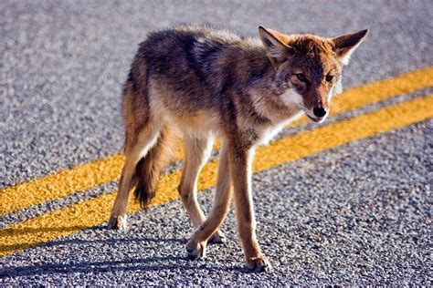 Coyote Safety Tips For You And Your Pets