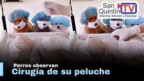 Tres perros observan la “cirugía” de un peluche y se viralizan en redes