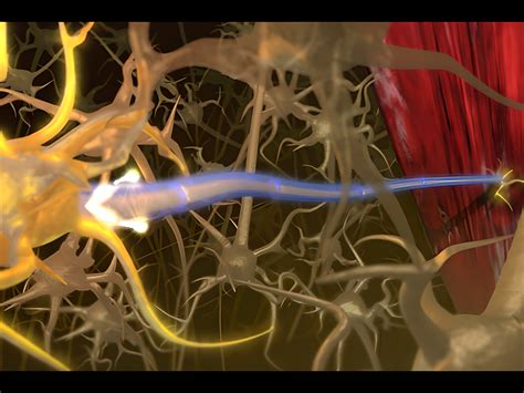 animation nerve conduction medicalgraphics