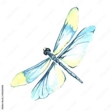 Watercolor color dragonfly drawing Stock Vector | Adobe Stock