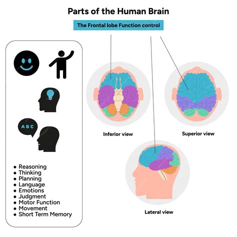 Partes da anatomia do cérebro humano com diagrama de partes coloridas