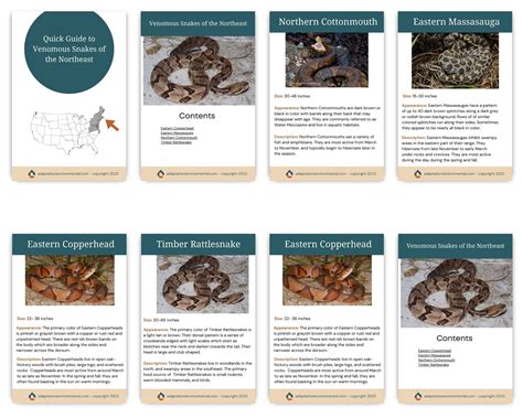 Venomous Snakes of the Northeast, Digital Guide, Printable - Etsy