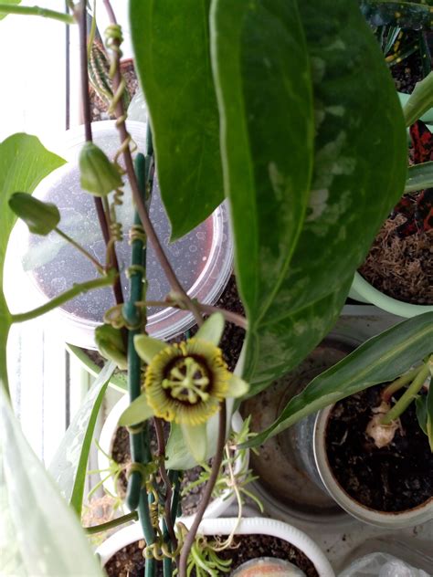 Passiflora coriacea / пассифлора "Летучая мышь". 1 марта 2019 года ...