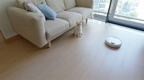 Free Stock Video Pomeranian Dog And Robotic Vacuum Cleaner