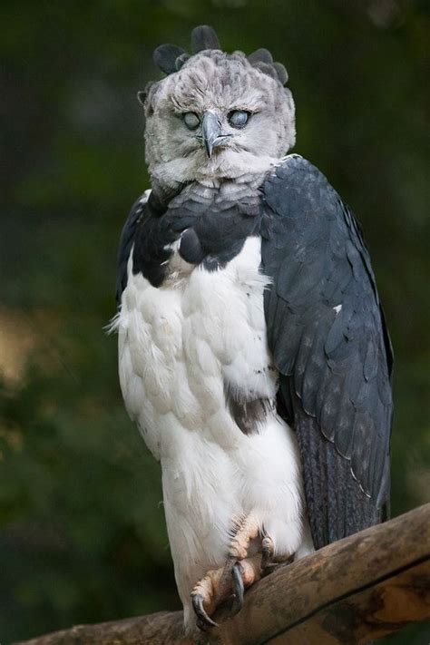 Harpy Eagle (Harpia Harpyja), | Animals, Pet birds, Animals beautiful