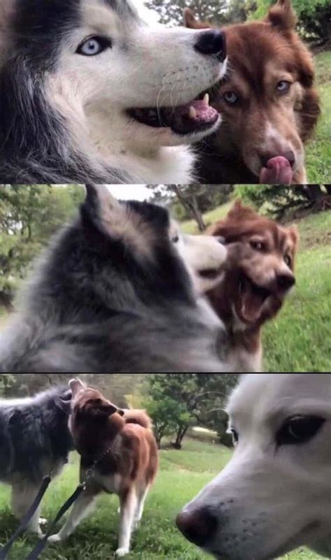 Left Out Dogs Know Your Meme