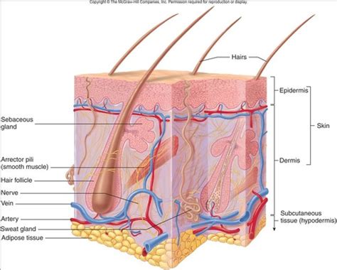 AP 5 Integumentary System Part 2 Dermis SubQ Flashcards Quizlet