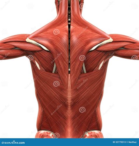 Anatomie Musculaire Du Dos Illustration Stock Illustration Of Médical