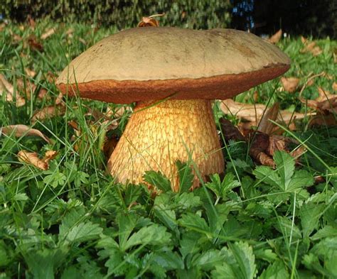 Поддубовик обыкновенный - WayDom.ru