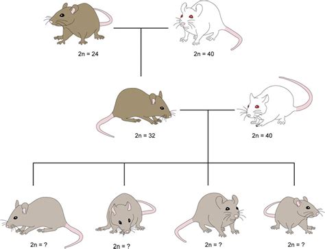 Frontiers Quantitative Analysis Of Robertsonian Chromosomes Inherited By Descendants From