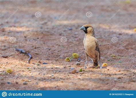 The Sociable Weaver Is Endemic Bird To Southern Africa Sossusvlei