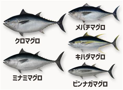 カツオとマグロの違いをわかりやすく紹介！見た目・味・食感の比較｜食ノート