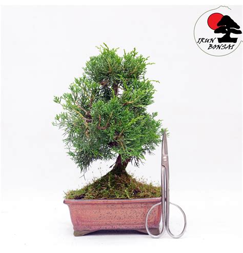 Bonsai De Juniperus Chinensis Kishu A4