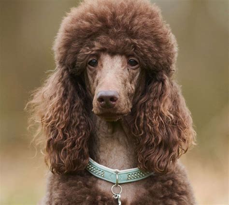 Standard Poodle Diarrhea at Troy Jenkins blog