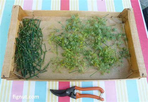 Wild Fennel - Identifying, Harvesting, Using & Drying Seeds - FigNut