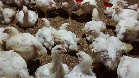 Josss Ayam Broiler Umur 25 Hari Bobot 1435 Gram Close House 7600