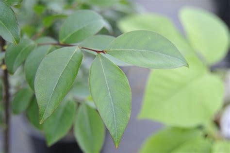 Lagerstroemia Arapaho Lagerstroemia Arapahoe Lagerstroemia