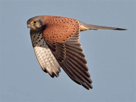 Trauerkraut On Twitter My Today S Birdsofprey Are Common Kestrels