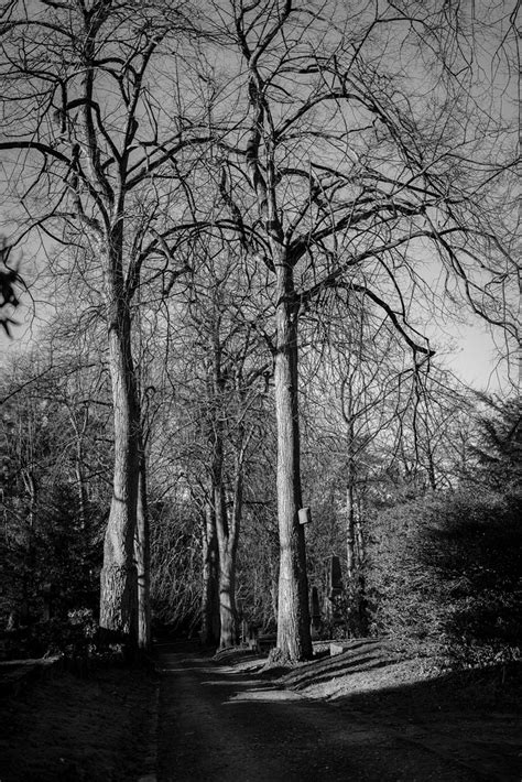 Schöne alte Bäume auf dem alten Friedhof in Mülheim Ru Flickr