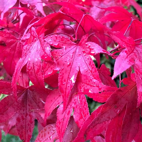 Acer Palmatum 'Osakazuki', Japanese Maple 'Osakazuki' - uploaded by ...