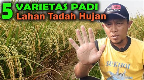 5 VARIETAS PADI UNTUK LAHAN SAWAH TADAH HUJAN YouTube